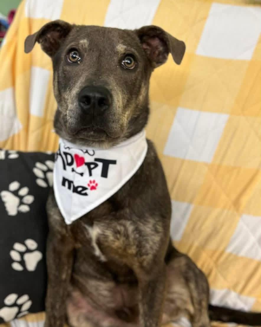 Enlarge Niblet , an adopted Mixed Breed in Howes Cave, NY image 2/2