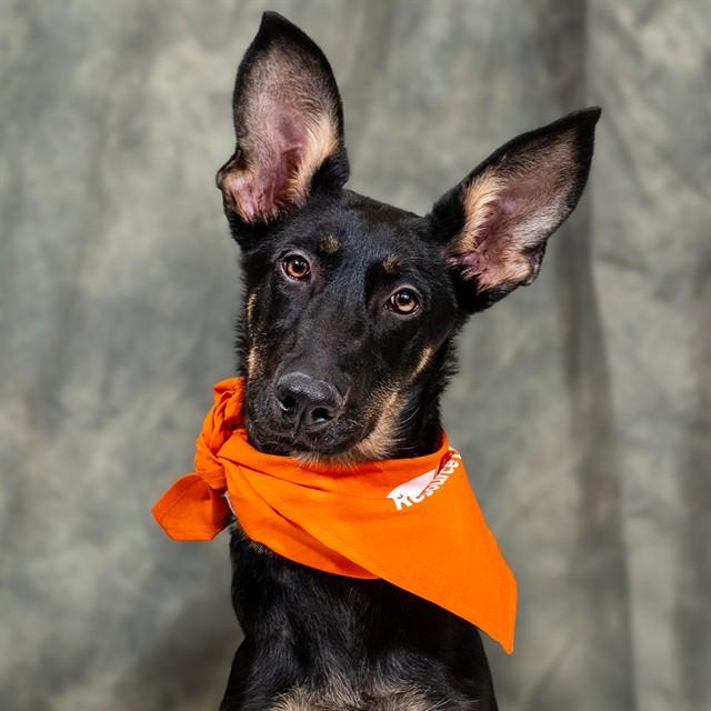TECHNOLOGY, Adoptable, Young Female German Shepherd Dog & Mixed Breed.