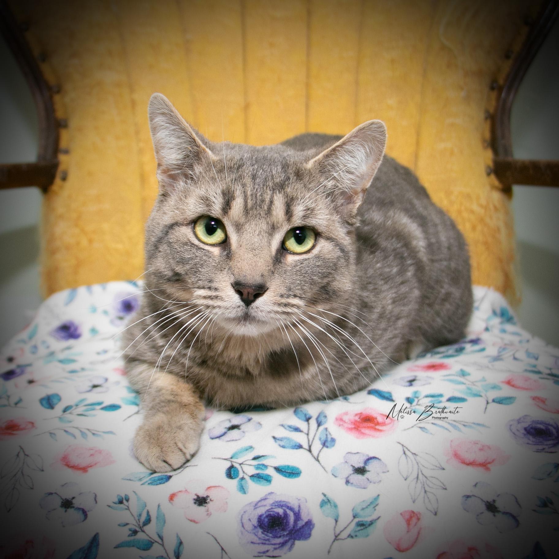 Enlarge Francis, a ADOPTABLE Tabby in Calgary, AB image 2/3