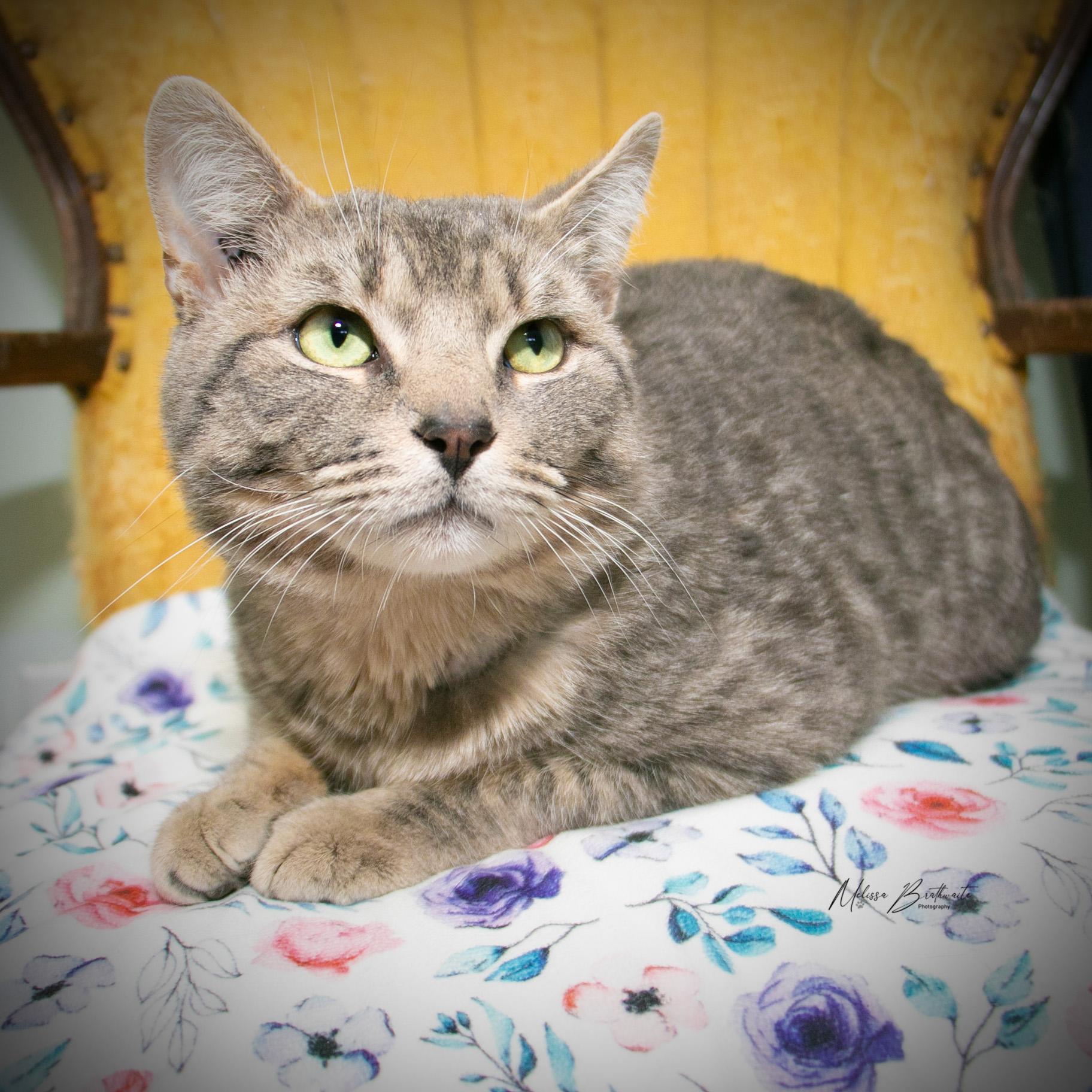 Francis, ADOPTABLE, Adult Male Tabby.