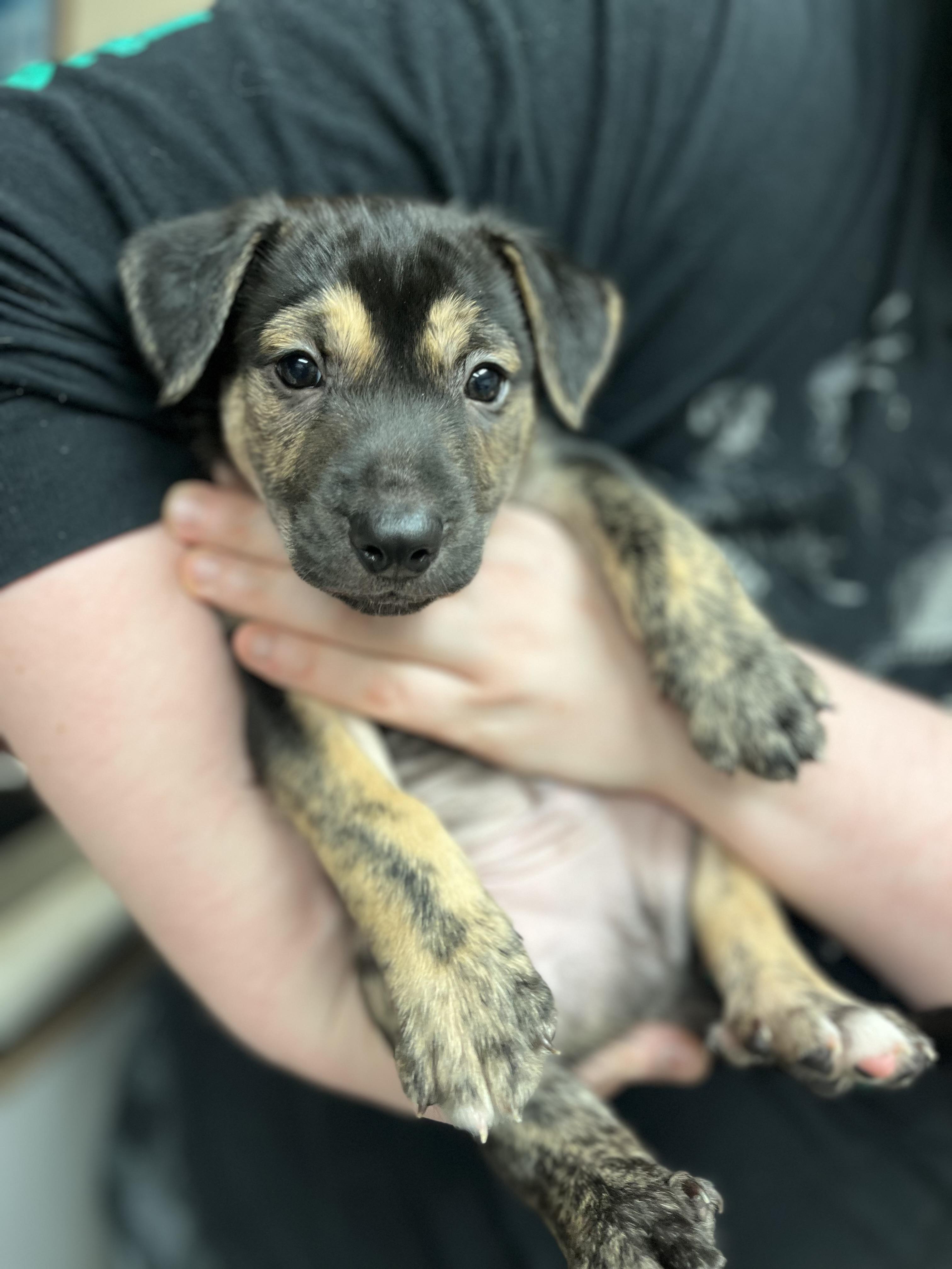 Enlarge Rita, Digits, Bear, Digimon and Cerbie , an adopted mixed breed in Portland , OR image 3/6