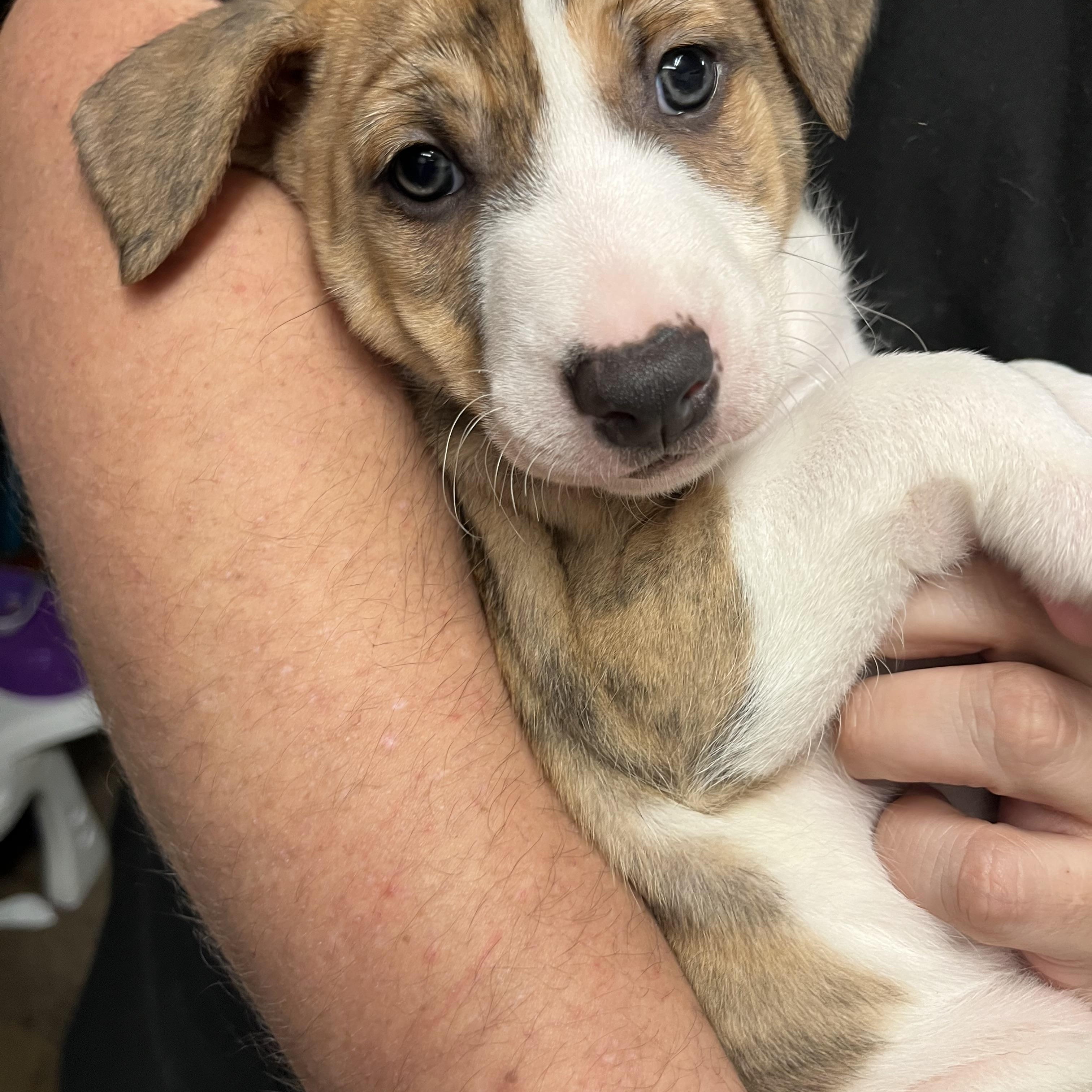 Enlarge Rita, Digits, Bear, Digimon and Cerbie , an adopted mixed breed in Portland , OR image 4/6