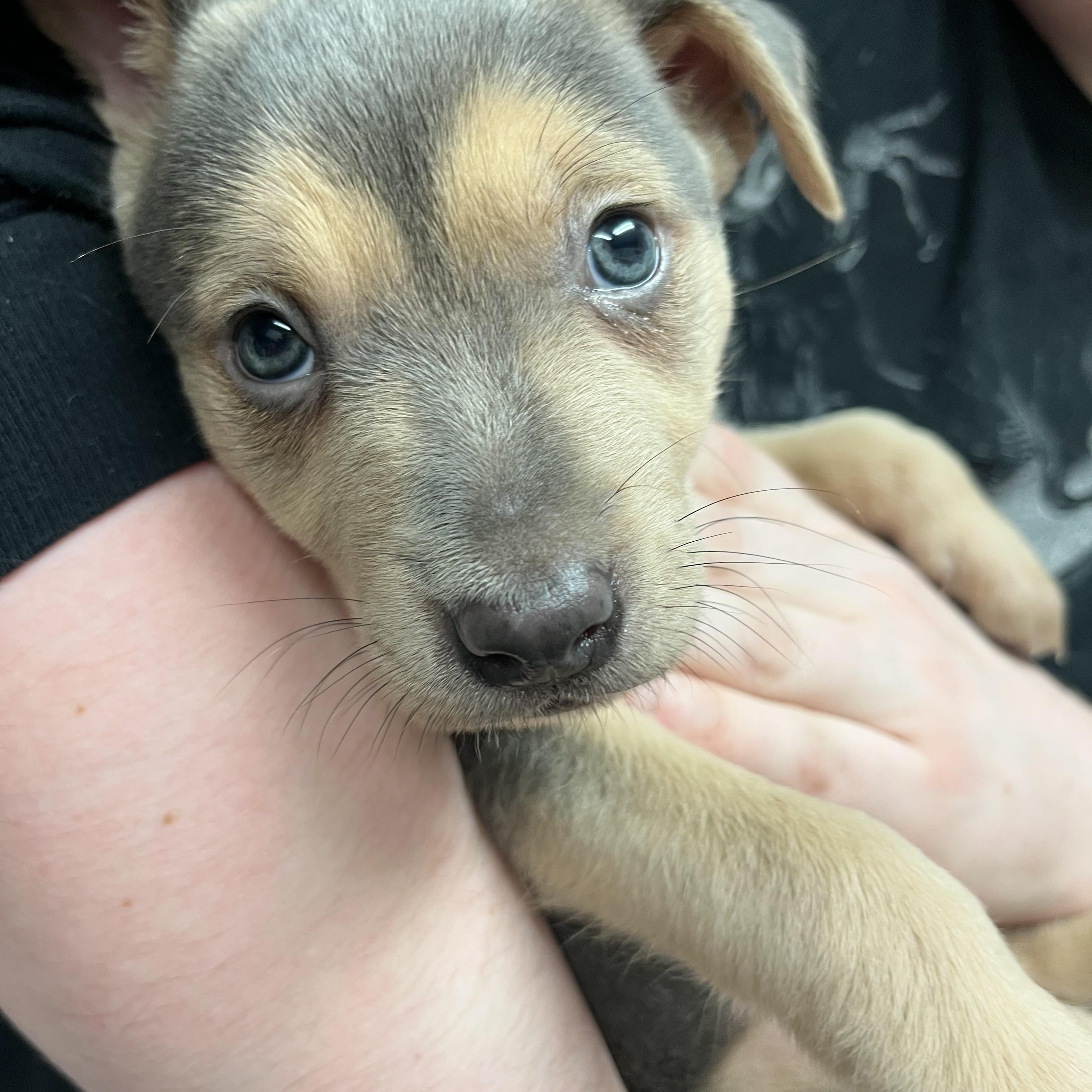 Enlarge Rita, Digits, Bear, Digimon and Cerbie , an adopted mixed breed in Portland , OR image 2/6