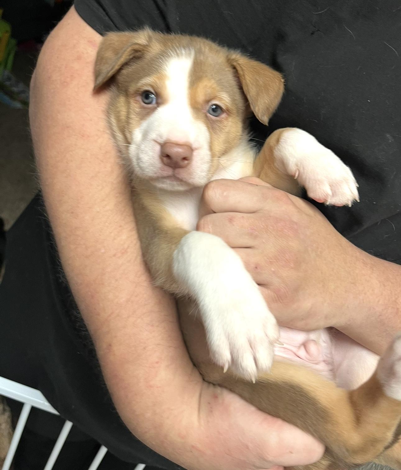 Rita, Digits, Bear, Digimon and Cerbie , adopted, Puppy Male Australian Shepherd & Shepherd.