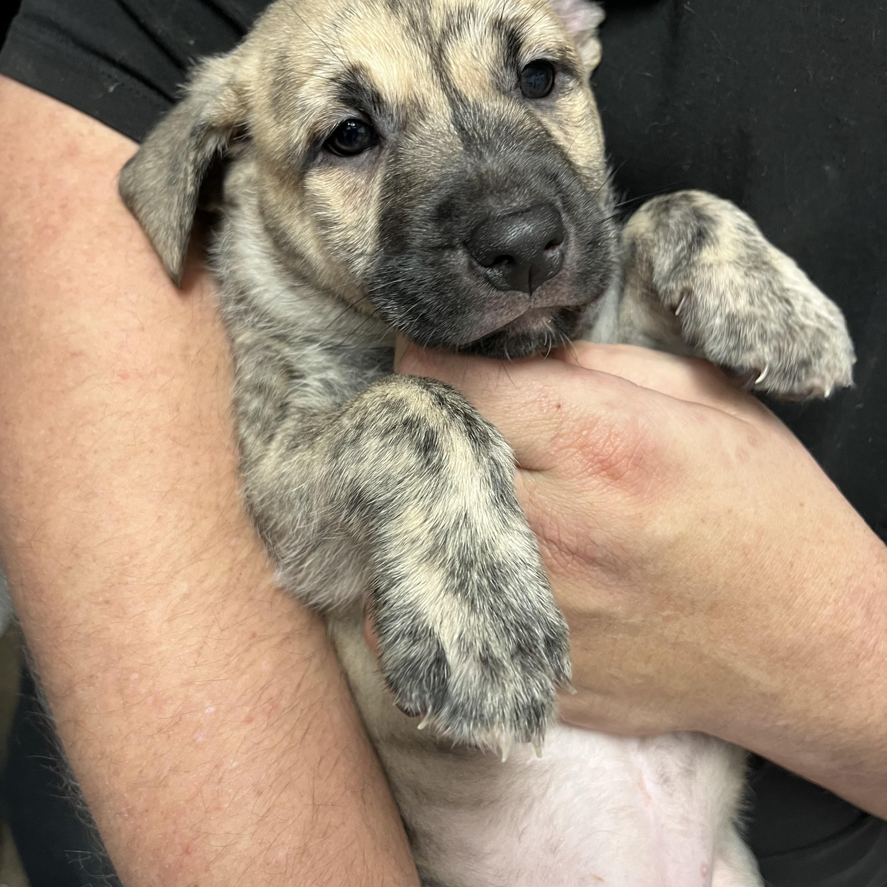 Enlarge Rita, Digits, Bear, Digimon and Cerbie , an adopted mixed breed in Portland , OR image 6/6