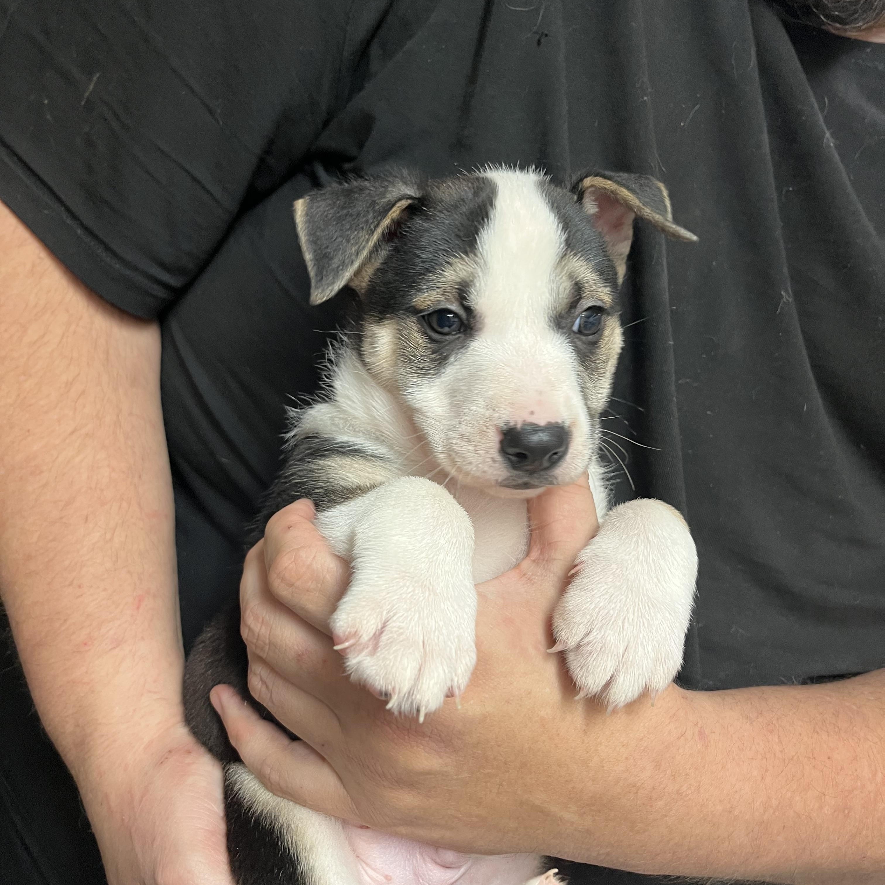 Enlarge Rita, Digits, Bear, Digimon and Cerbie , an adopted mixed breed in Portland , OR image 5/6