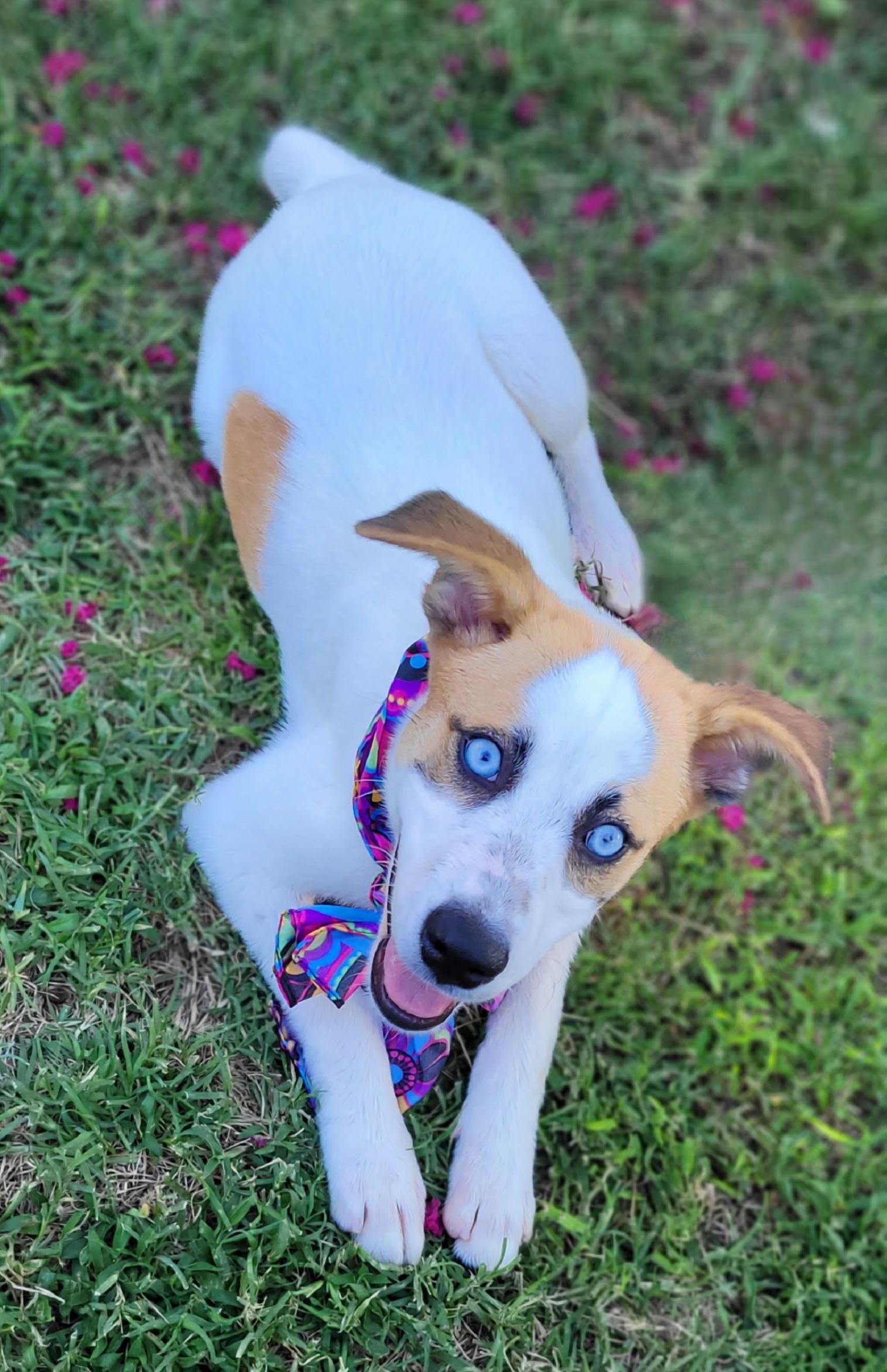 Enlarge Sassy, an adopted mixed breed in Vernon, TX image 1/3