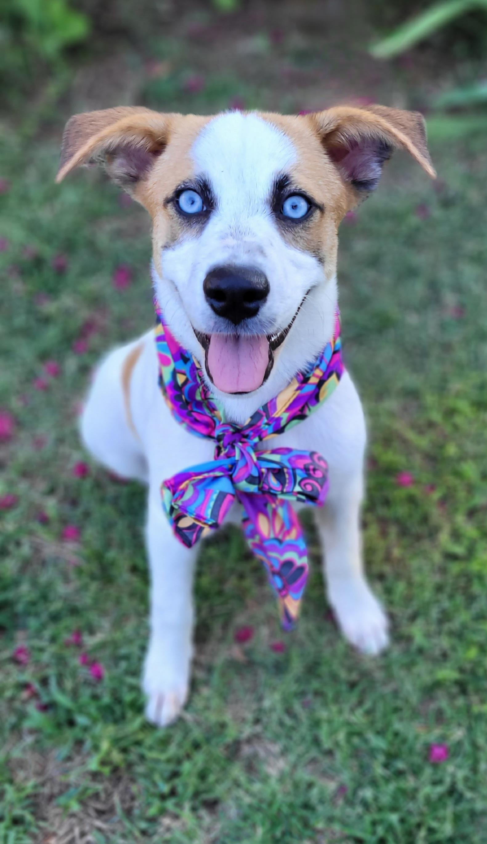 Enlarge Sassy, an adopted mixed breed in Vernon, TX image 2/3