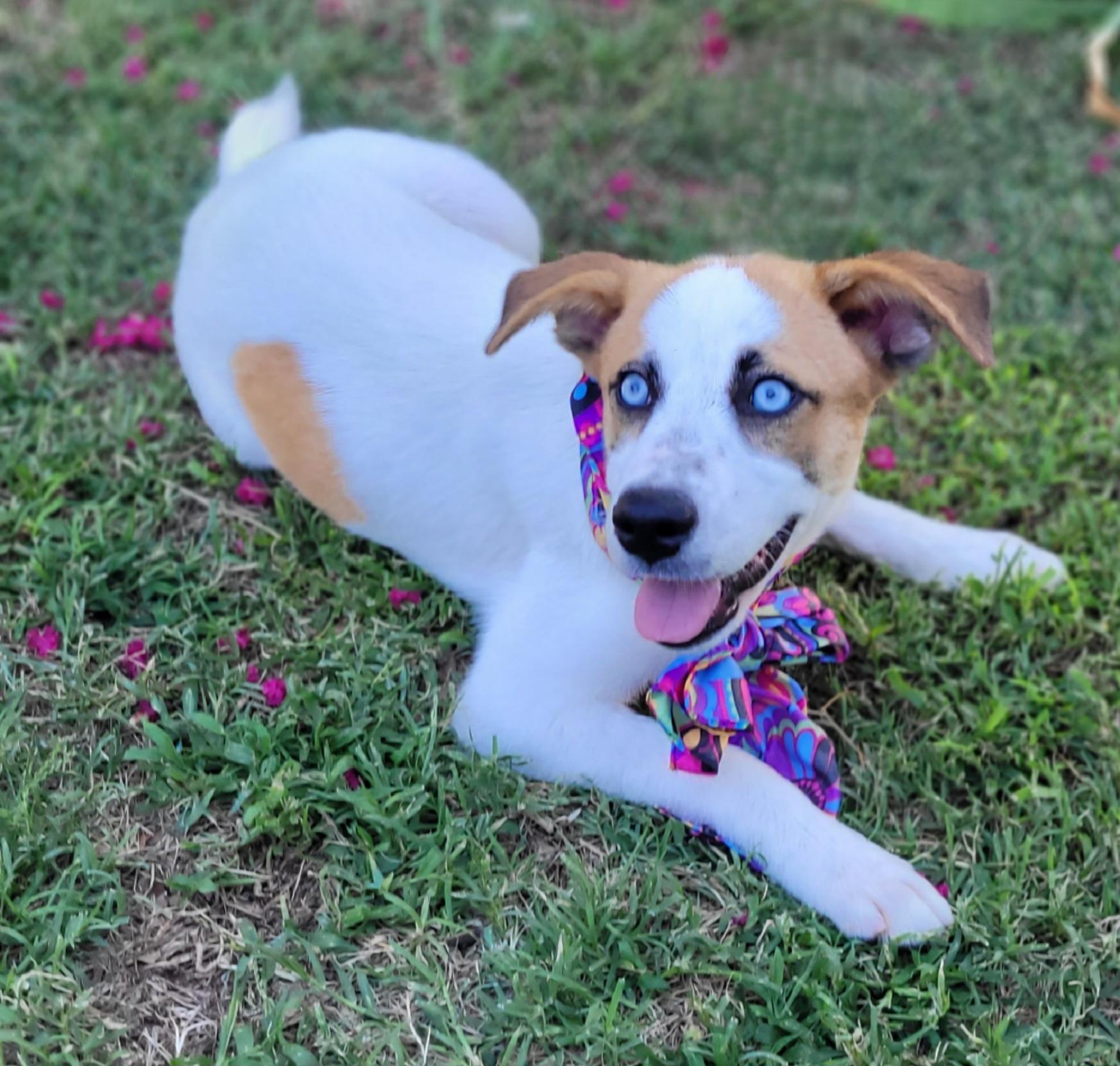 Enlarge Sassy, an adopted mixed breed in Vernon, TX image 3/3