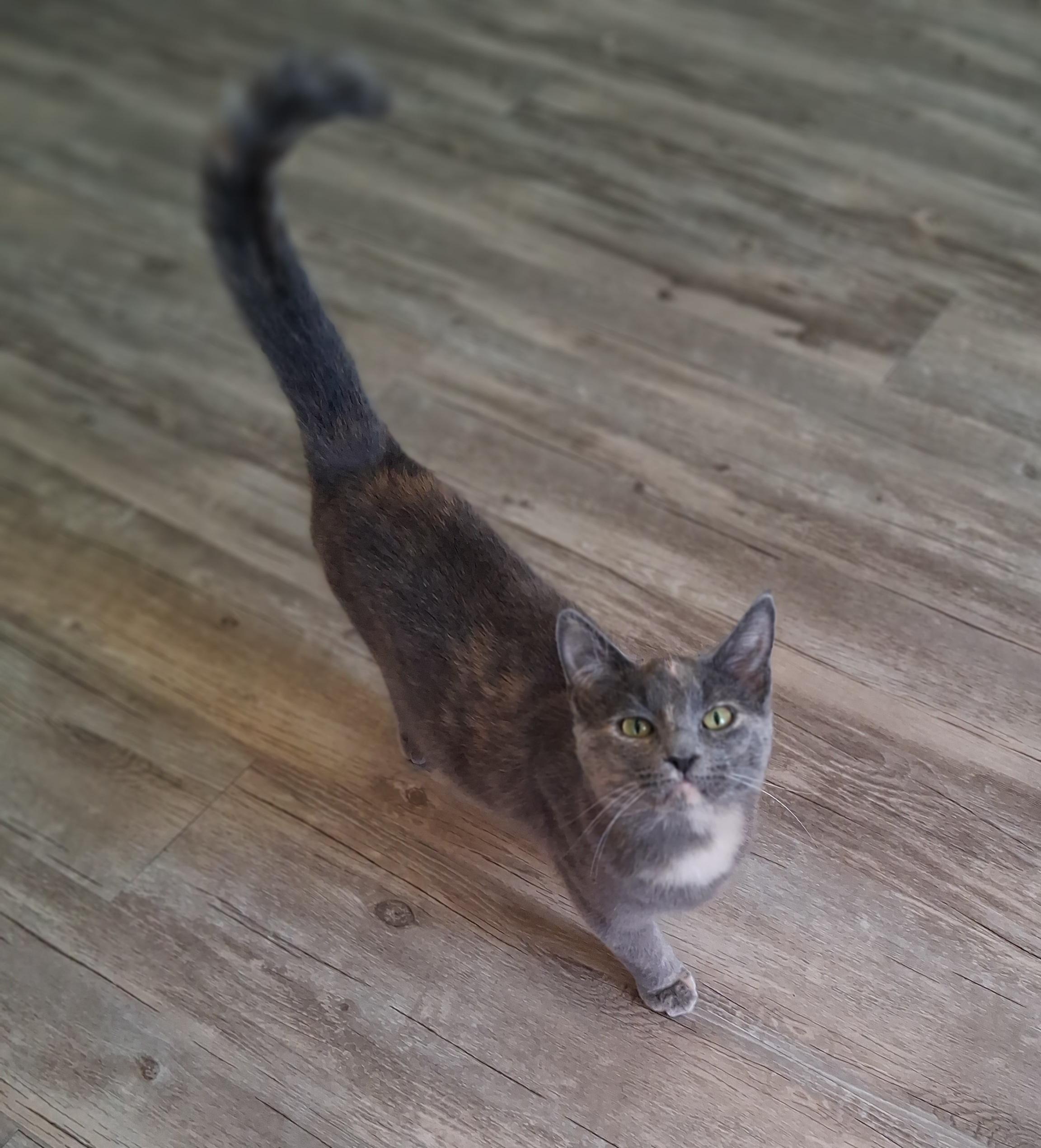 Sneakers, Adoptable, Young Female Domestic Medium Hair.