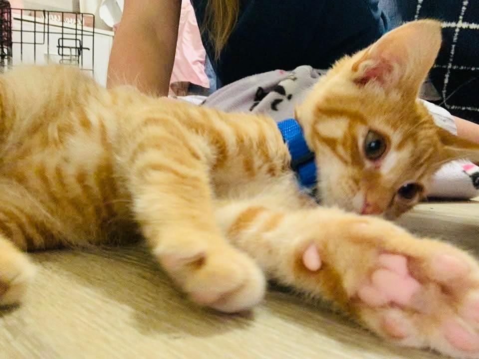 Enlarge Rust Bucket, a Adopted Domestic Short Hair in Hartville, OH image 4/4