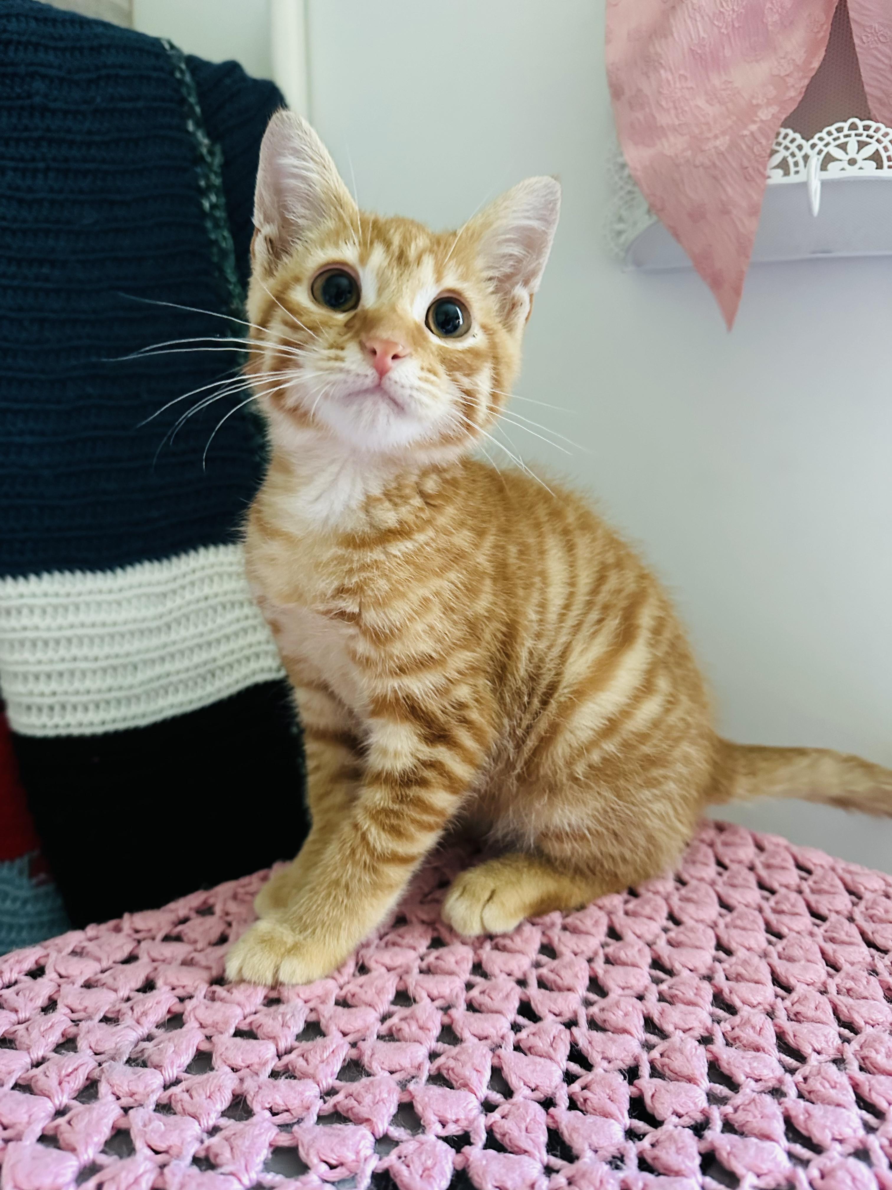 Rust Bucket, Adopted, Kitten Male Domestic Short Hair.