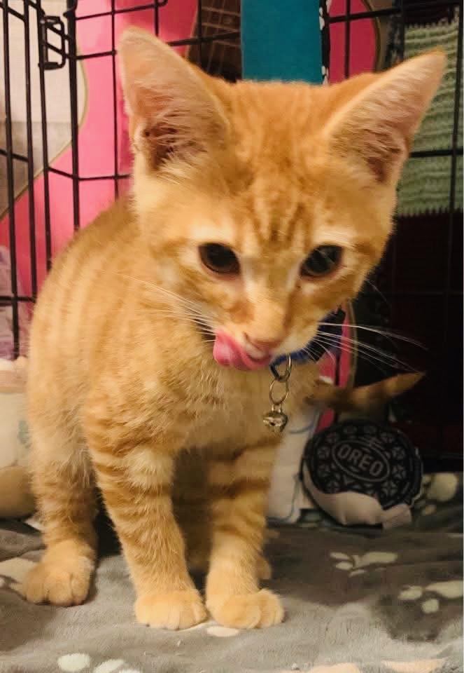 Enlarge Rust Bucket, a Adopted Domestic Short Hair in Hartville, OH image 3/4