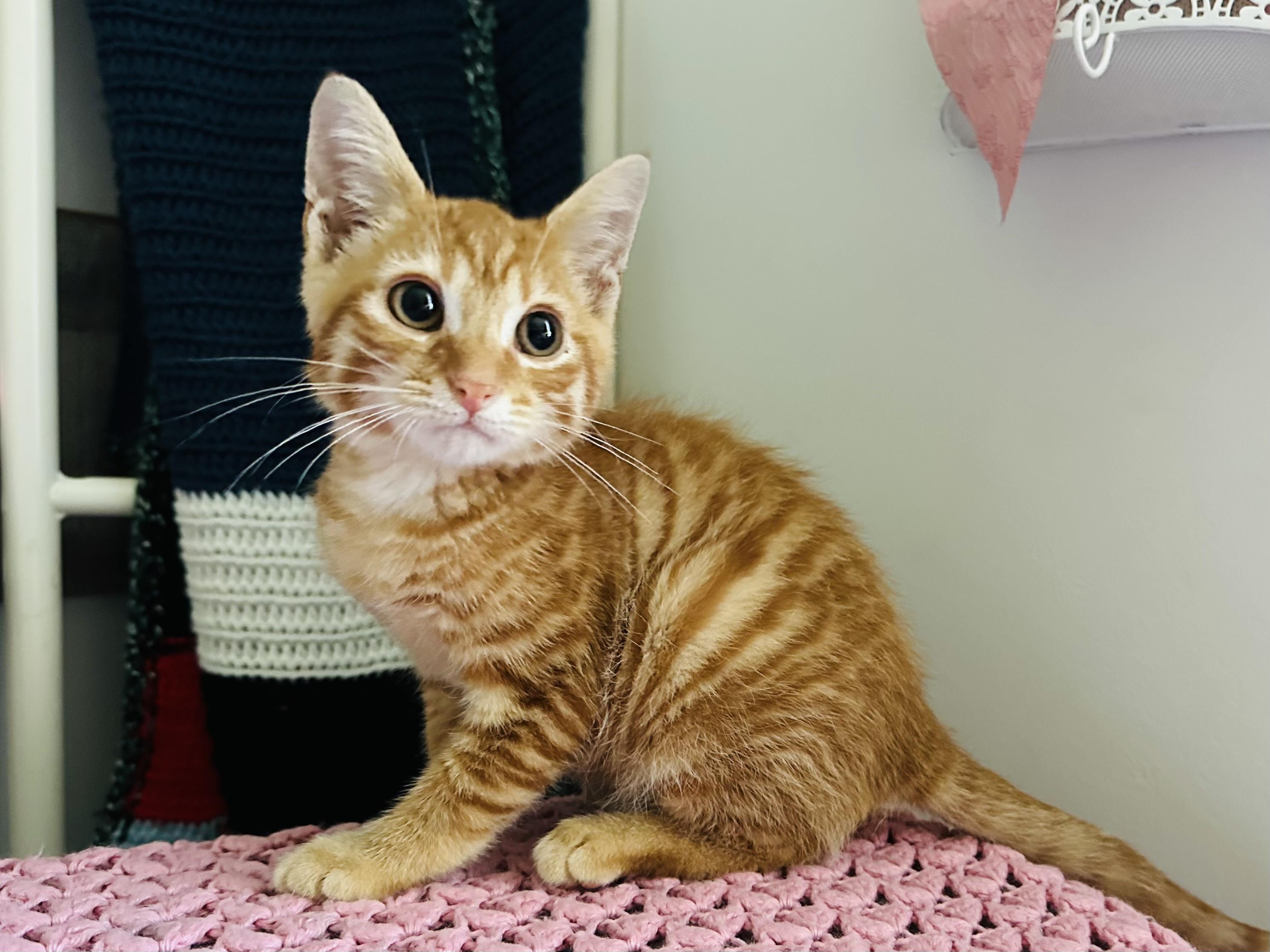 Enlarge Rust Bucket, a Adopted Domestic Short Hair in Hartville, OH image 2/4