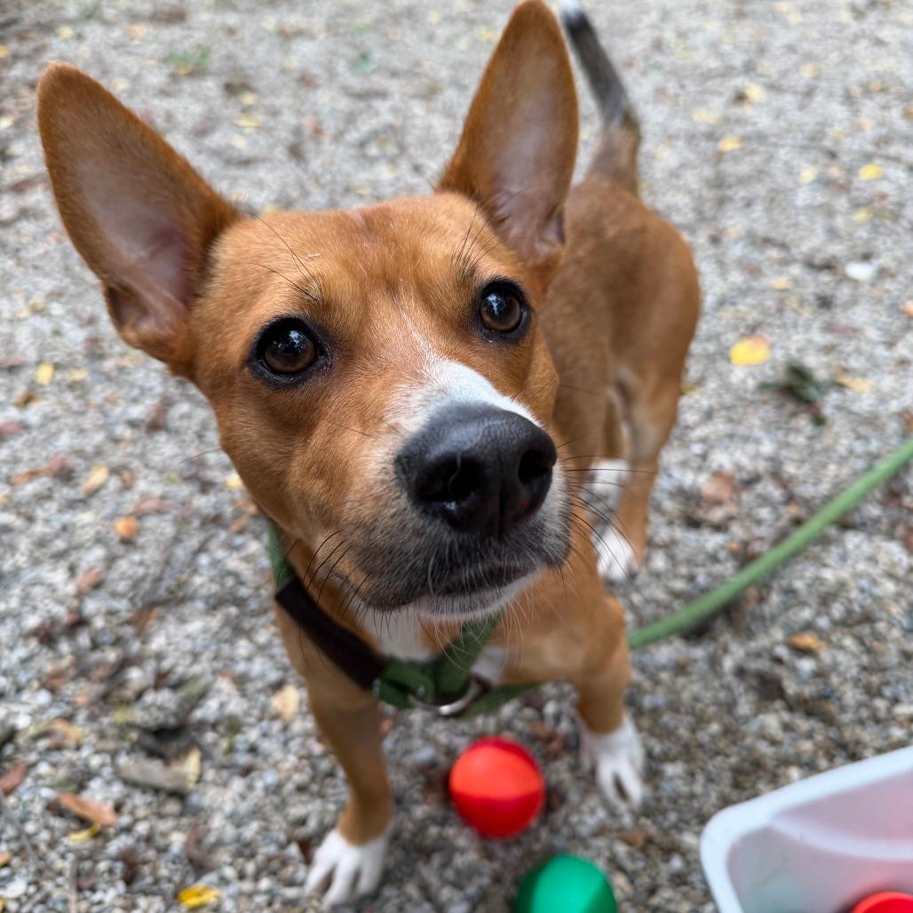 Nacho Libre, Adoptable, Adult Male Corgi & Mixed Breed.