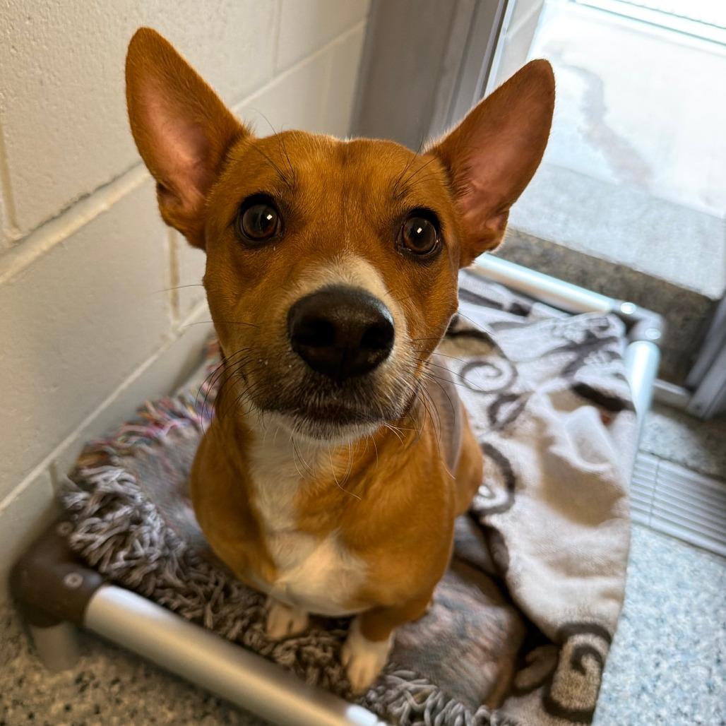 Enlarge Nacho Libre, a Adoptable mixed breed in Dayton, OH image 2/3
