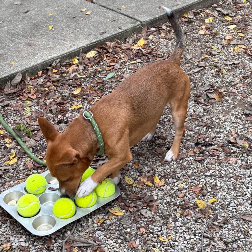 Enlarge Nacho Libre, a Adoptable mixed breed in Dayton, OH image 3/3