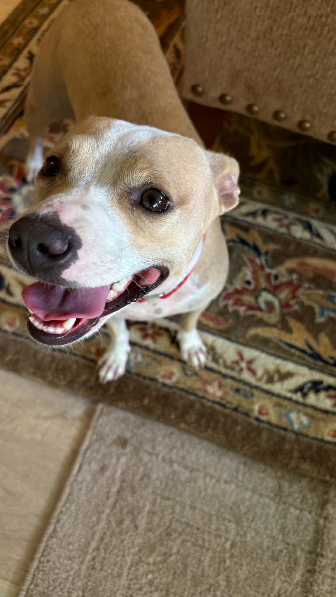 Enlarge Angie, a Adoptable Mixed Breed in Argyle, NY image 6/6