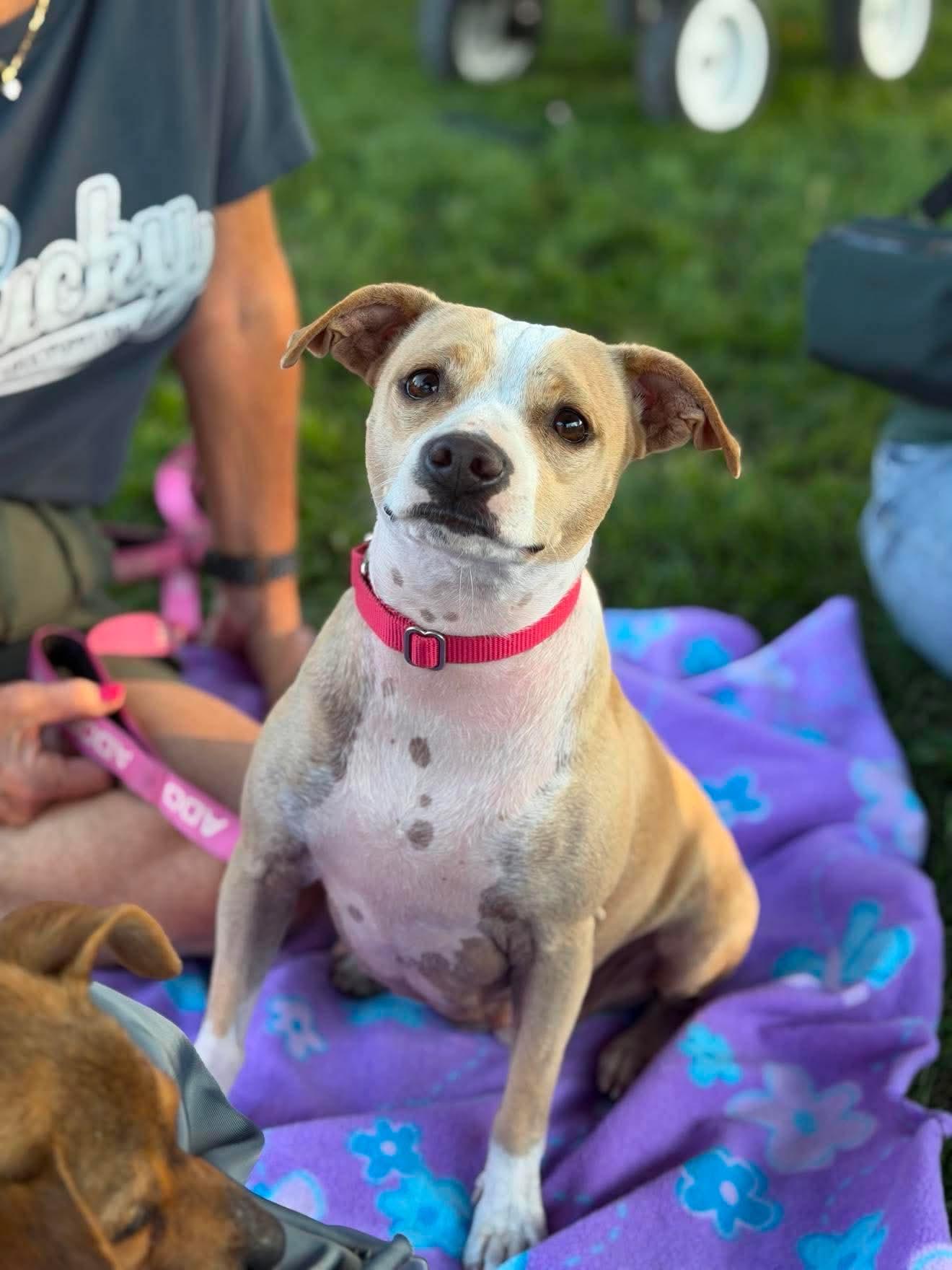 Enlarge Angie, a Adoptable Mixed Breed in Argyle, NY image 3/6