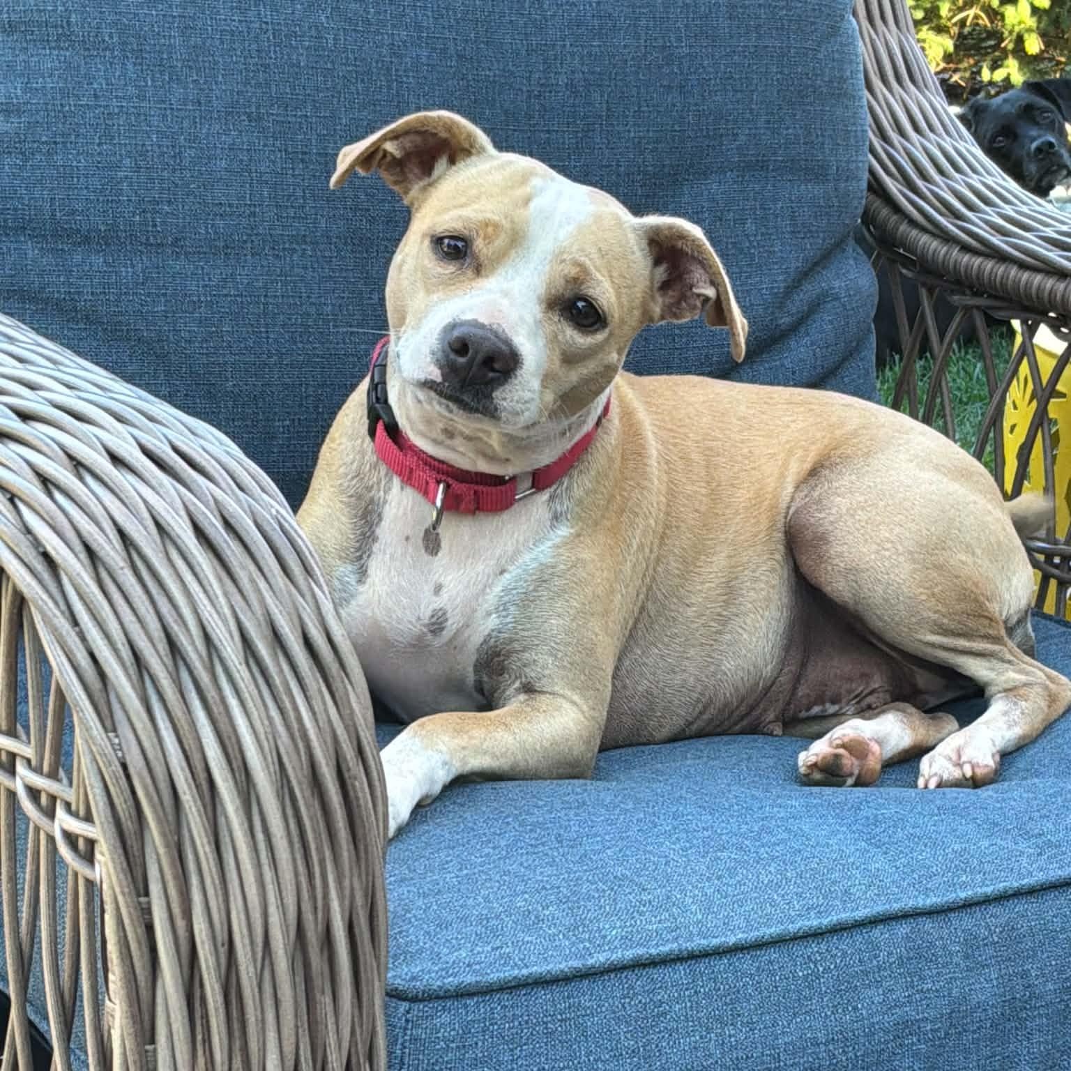 Enlarge Angie, a Adoptable Mixed Breed in Argyle, NY image 2/6