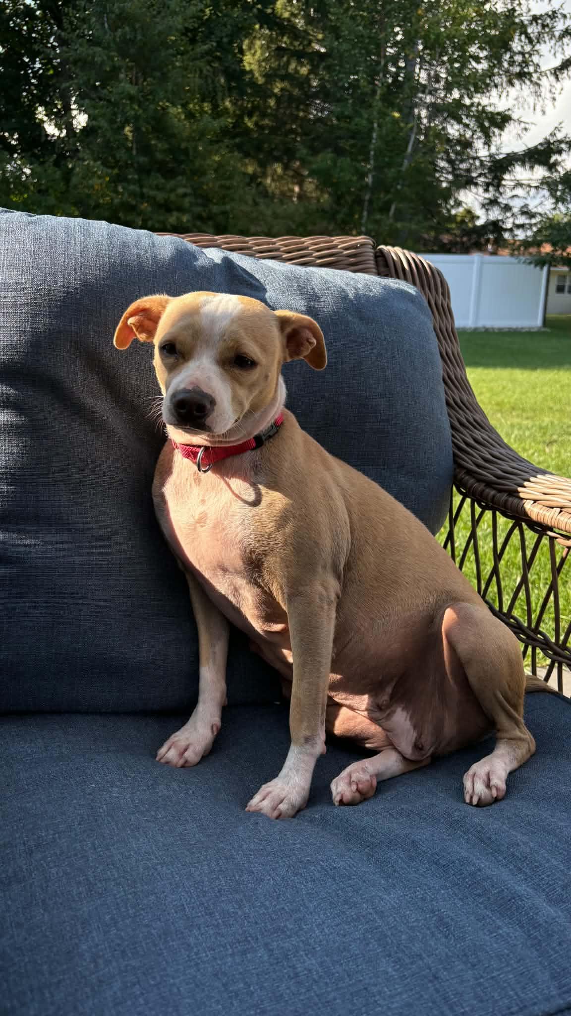 Enlarge Angie, a Adoptable Mixed Breed in Argyle, NY image 4/6