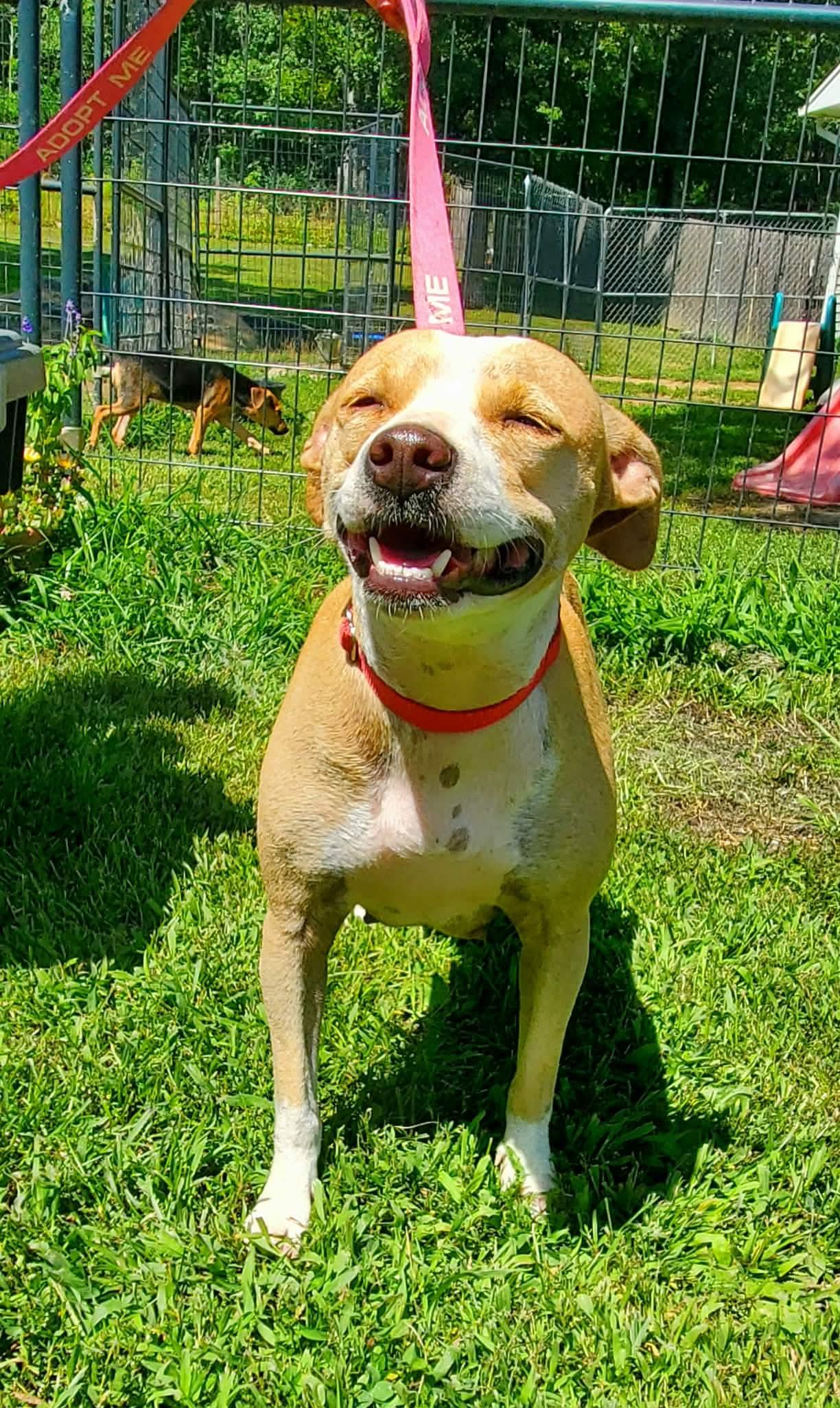 Enlarge Angie, a Adoptable Mixed Breed in Argyle, NY image 5/6