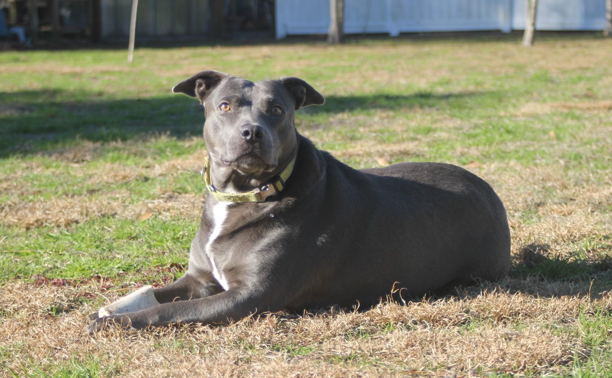 Enlarge SUNNY, a Adoptable mixed breed in Jacksonville, FL image 1/1