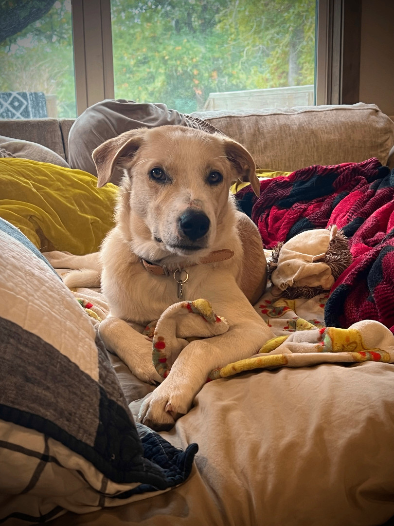 Winnie, Adopted, Puppy Female Golden Retriever & Mixed Breed.