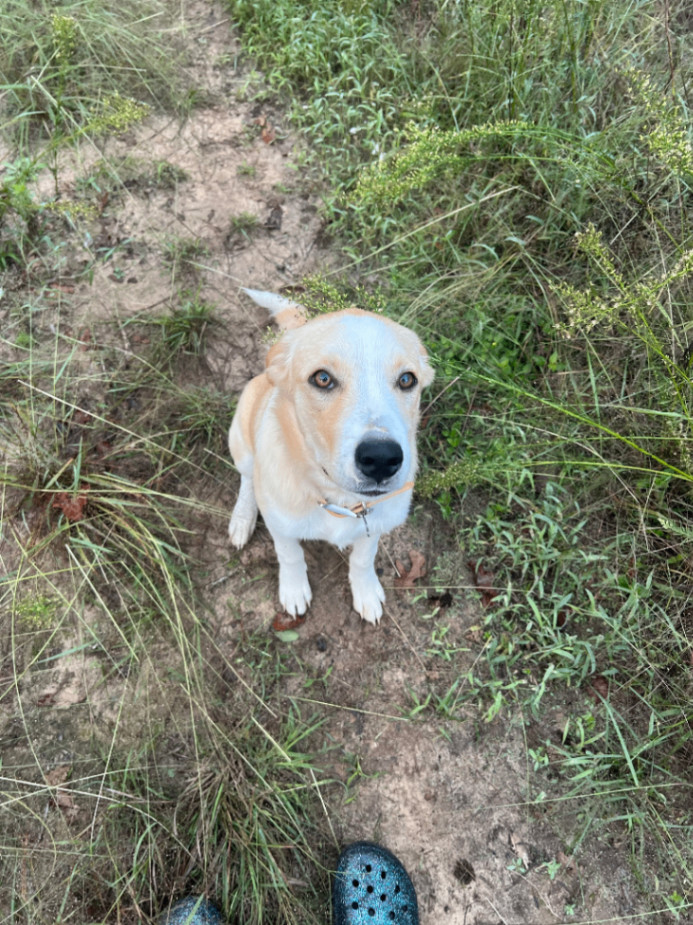 Enlarge Winnie, a Adopted mixed breed in Kansas City, KS image 2/6