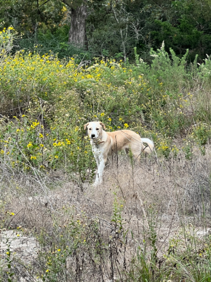 Enlarge Winnie, a Adopted mixed breed in Kansas City, KS image 3/6