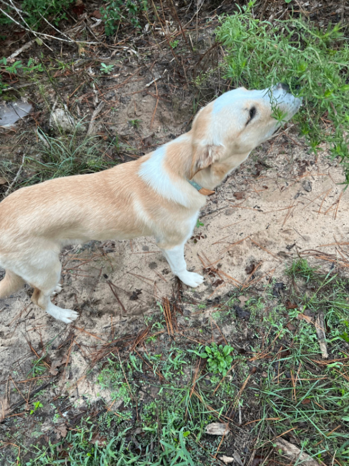 Enlarge Winnie, a Adopted mixed breed in Kansas City, KS image 4/6
