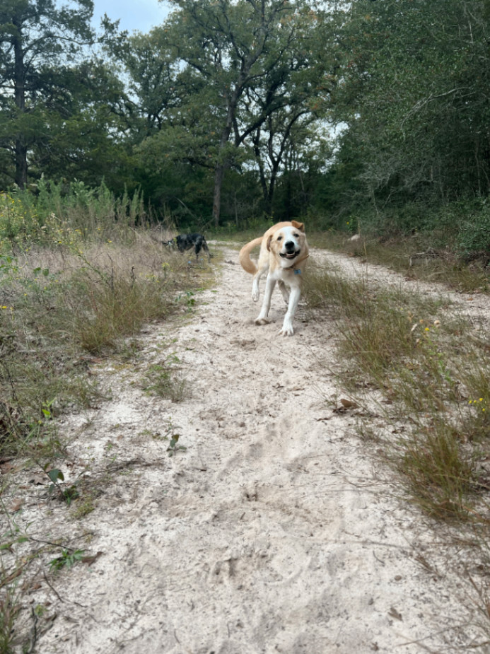 Enlarge Winnie, a Adopted mixed breed in Kansas City, KS image 6/6