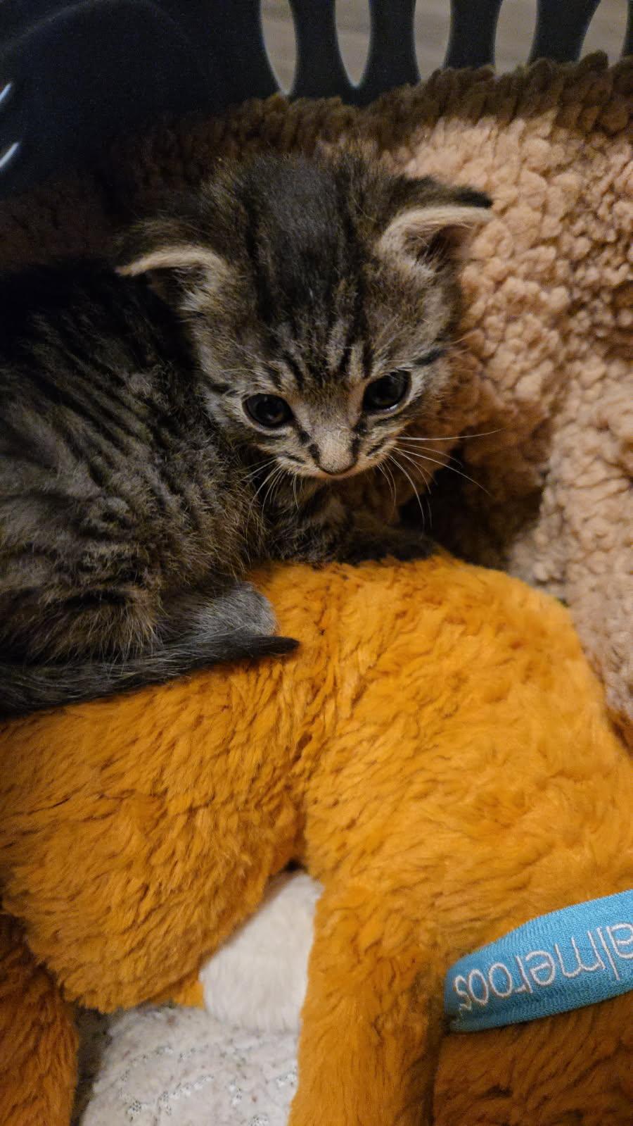 Tabby, Adoptable, Kitten Female Domestic Short Hair.