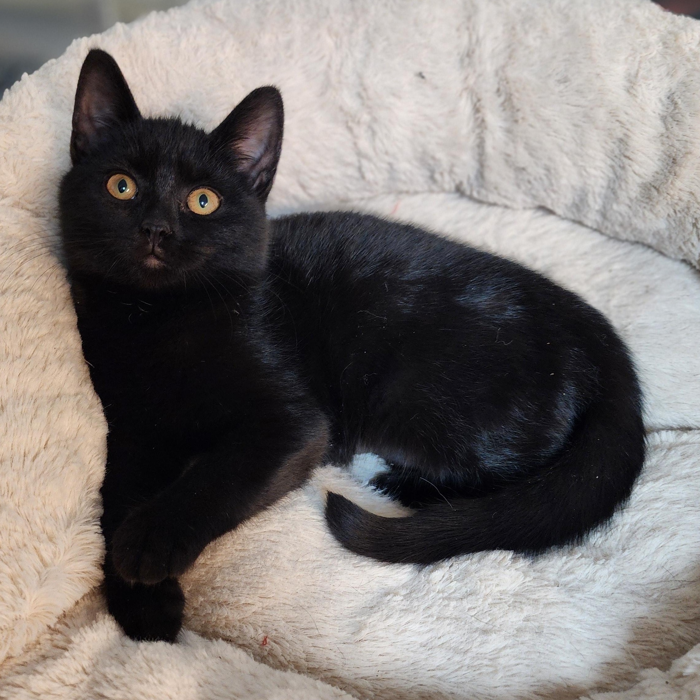 Enlarge Dorothy, an adopted Domestic Short Hair in Greensboro, NC image 5/5