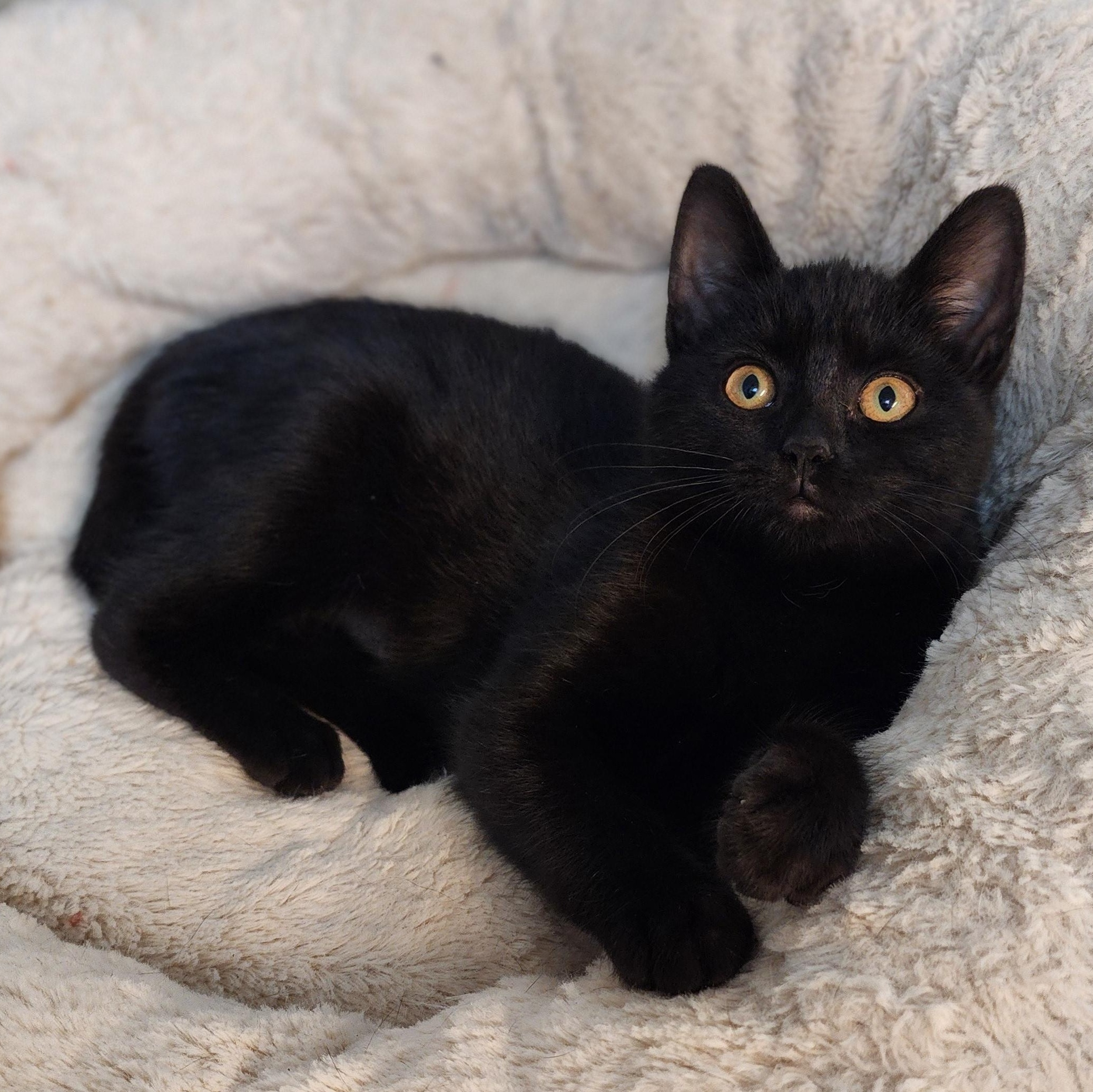 Enlarge Dorothy, an adopted Domestic Short Hair in Greensboro, NC image 3/5