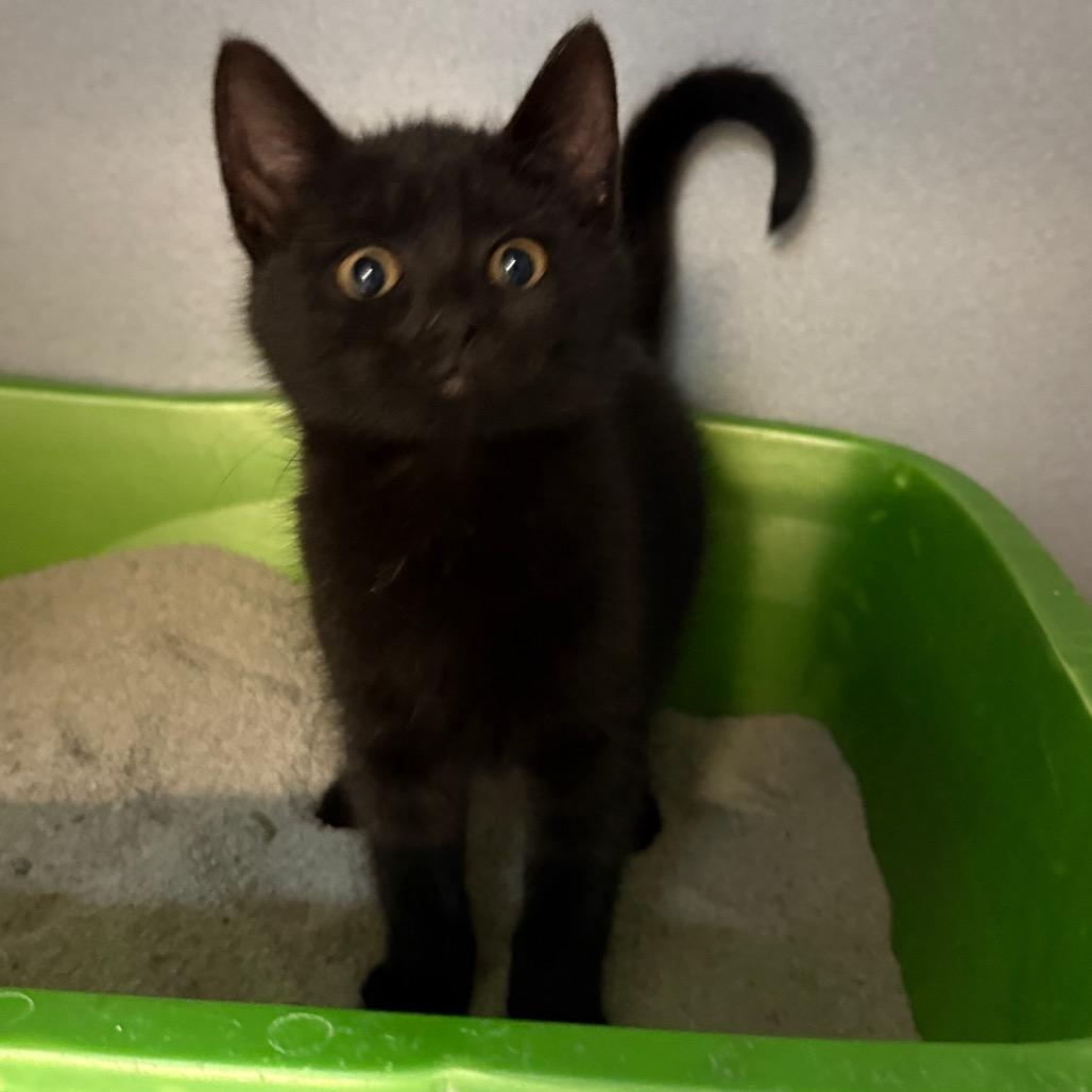 Enlarge Dorothy, a Adoptable Domestic Short Hair in Greensboro, NC image 1/1