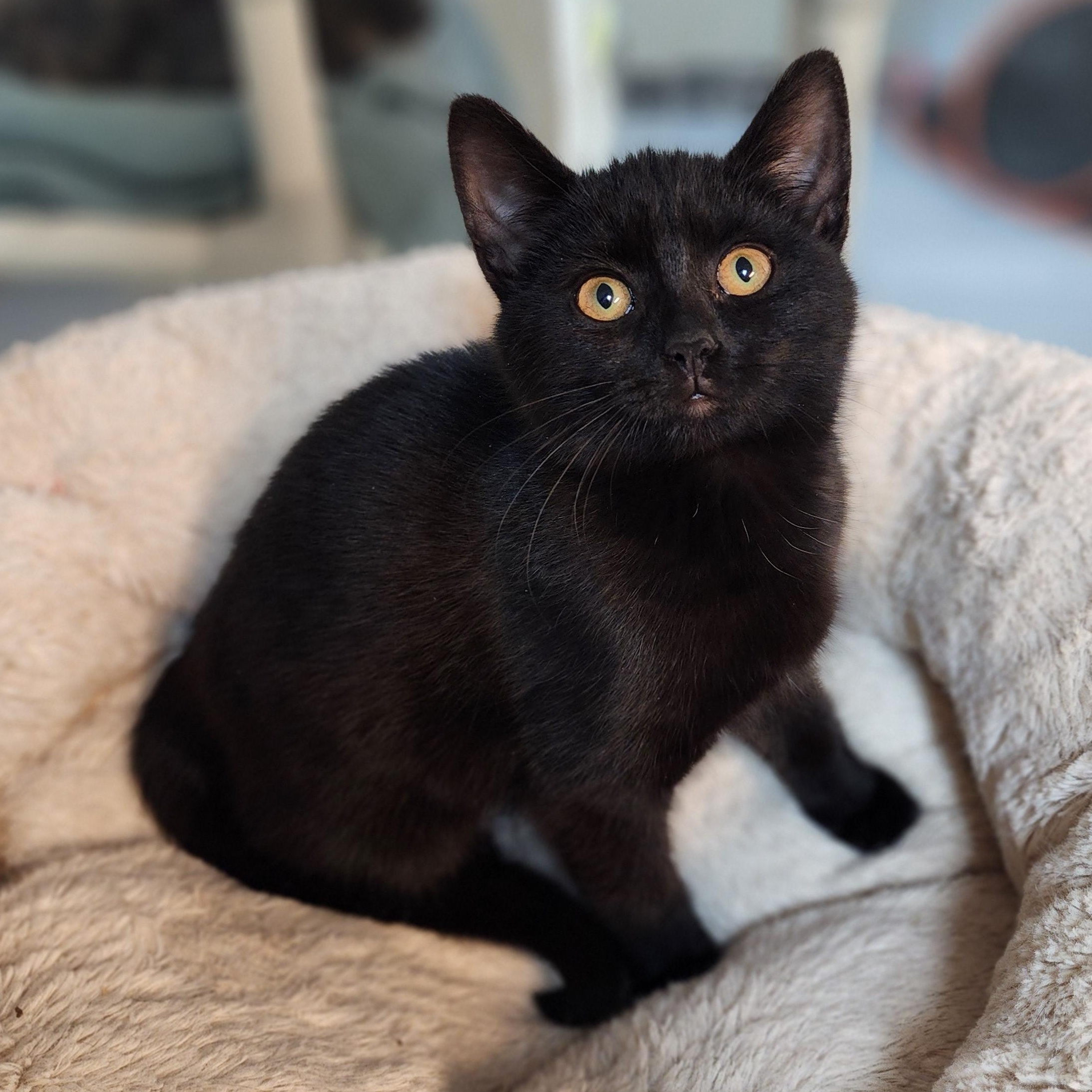 Enlarge Dorothy, an adopted Domestic Short Hair in Greensboro, NC image 1/5