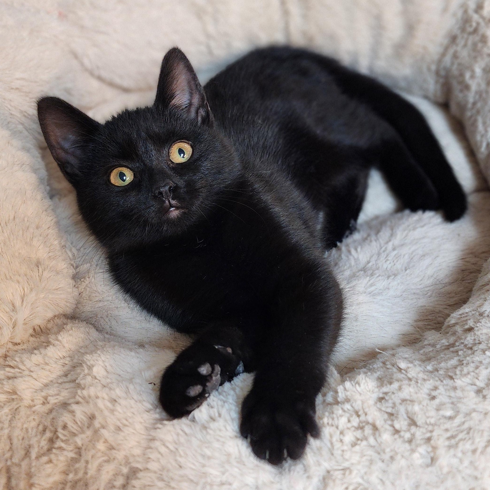 Enlarge Dorothy, an adopted Domestic Short Hair in Greensboro, NC image 2/5