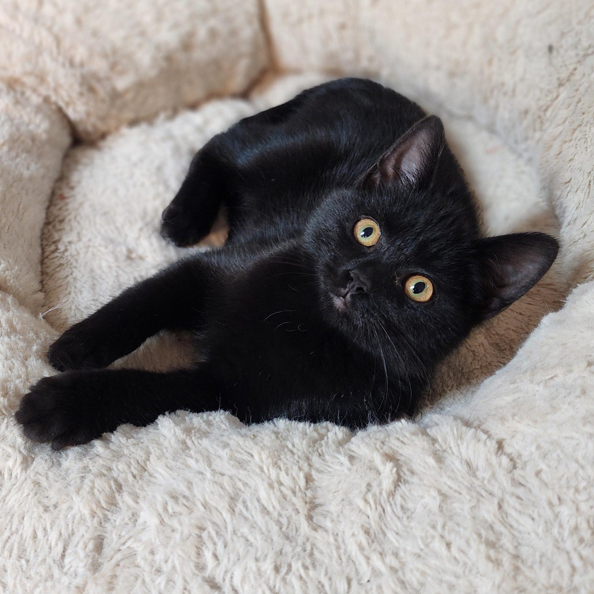 Enlarge Dorothy, an adopted Domestic Short Hair in Greensboro, NC image 4/5