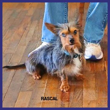 Rascal, adopted, Young Male Yorkshire Terrier & Dachshund.
