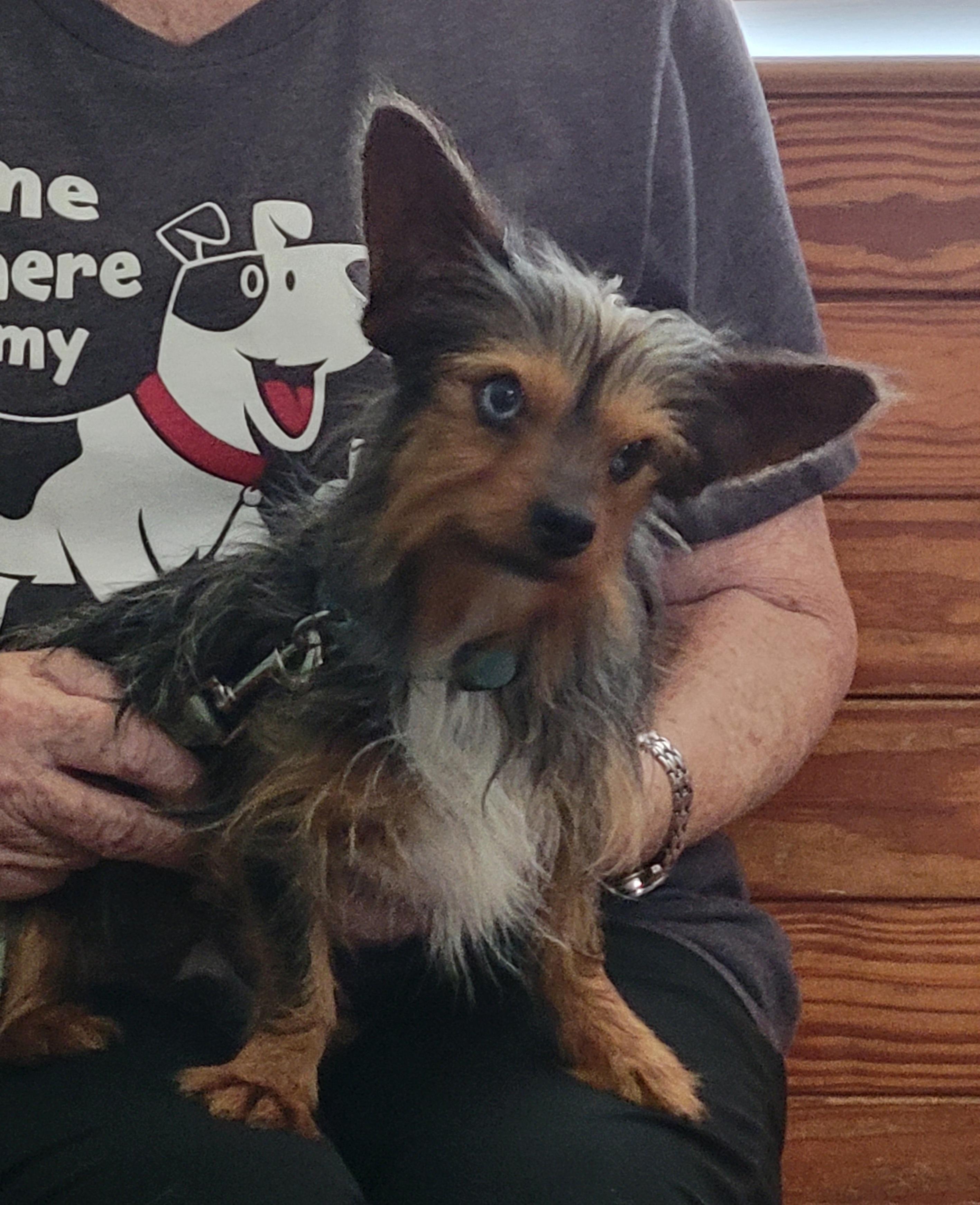 Enlarge Rascal, an adopted mixed breed in Granbury, TX image 2/3
