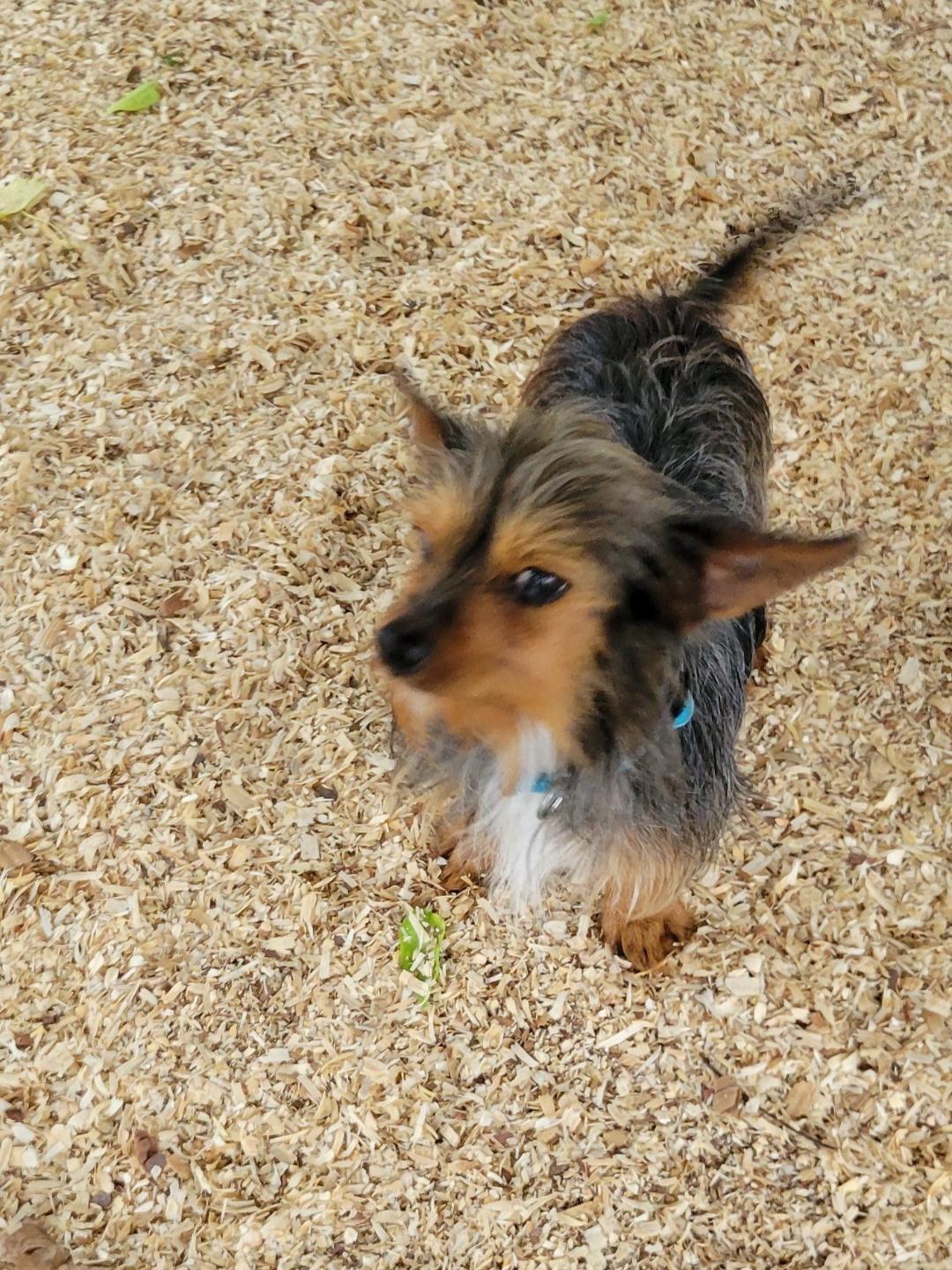 Enlarge Rascal, an adopted mixed breed in Granbury, TX image 3/3