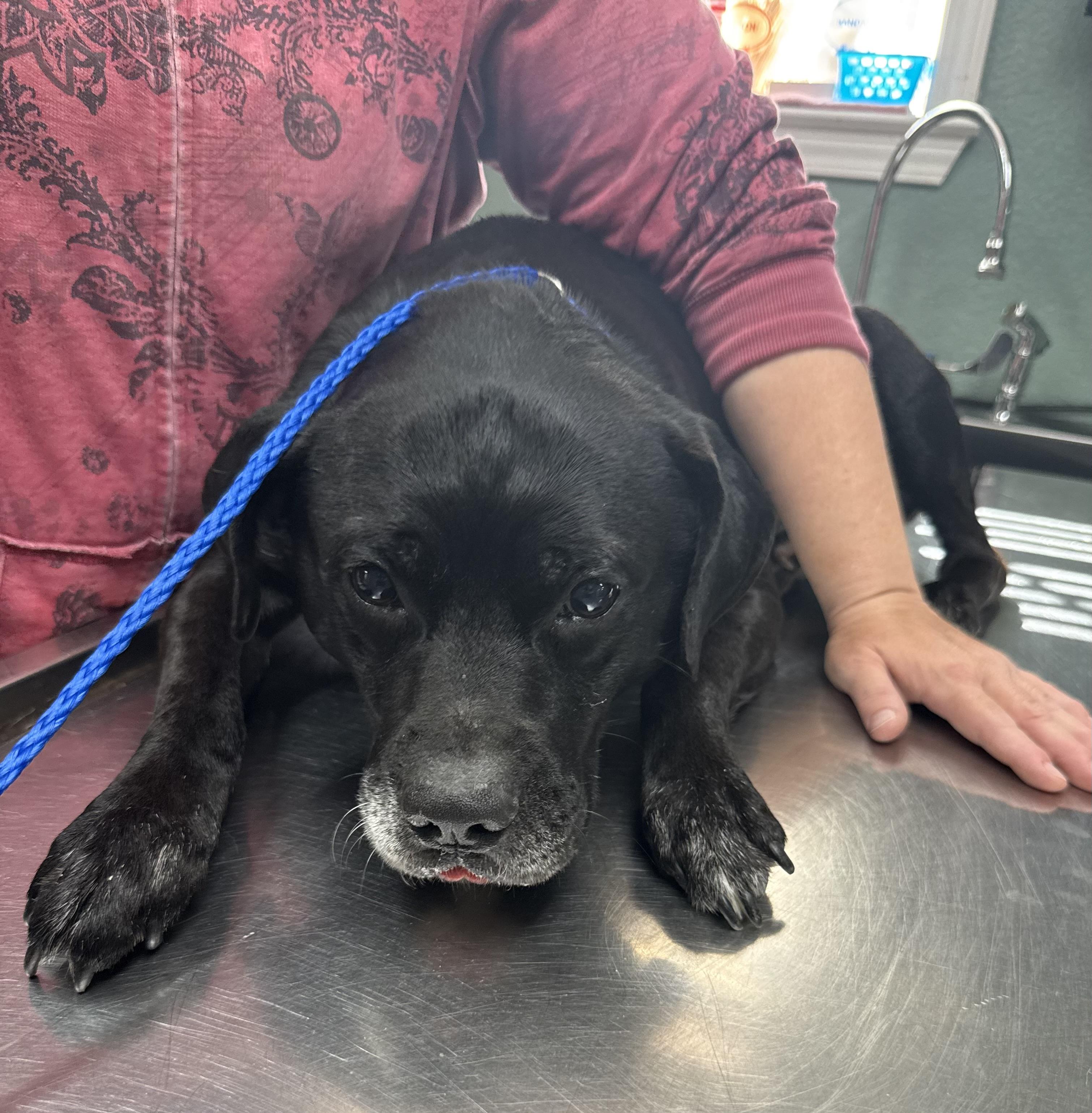 Meet Norman – The Sweet Old Soul Who Just Wants to Feel Safe Again