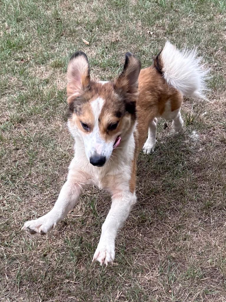 Scramble, Adoptable, Young Male Shepherd & Dachshund.