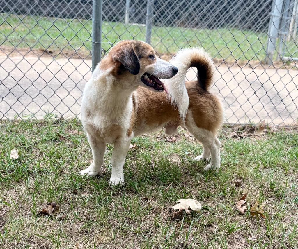 Enlarge Scramble, a Adoptable mixed breed in Nacogdoches, TX image 2/6