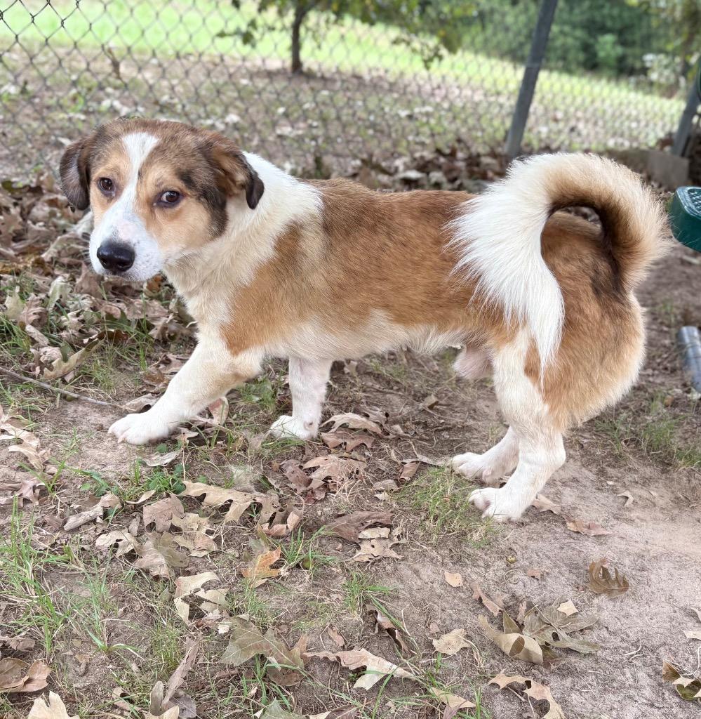 Enlarge Scramble, a Adoptable mixed breed in Nacogdoches, TX image 3/6
