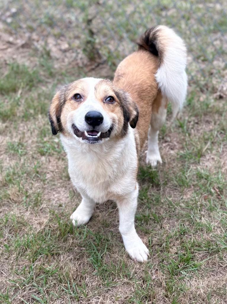 Enlarge Scramble, a Adoptable mixed breed in Nacogdoches, TX image 4/6