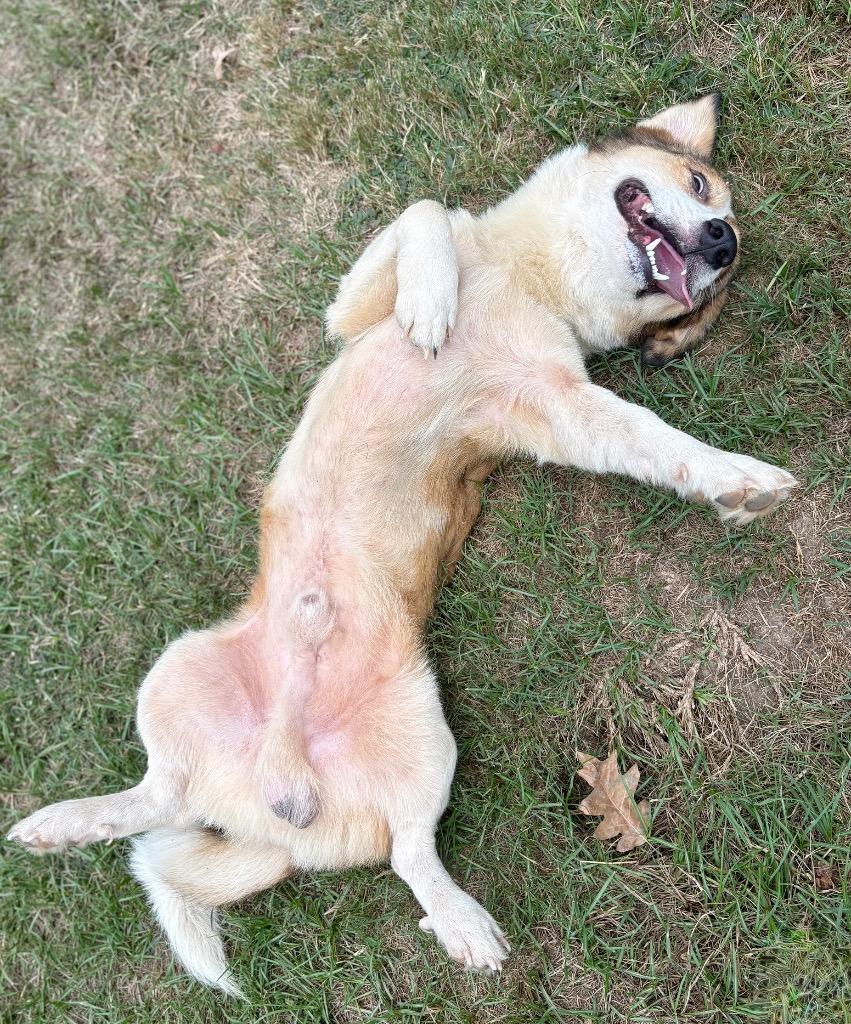 Enlarge Scramble, a Adoptable mixed breed in Nacogdoches, TX image 5/6