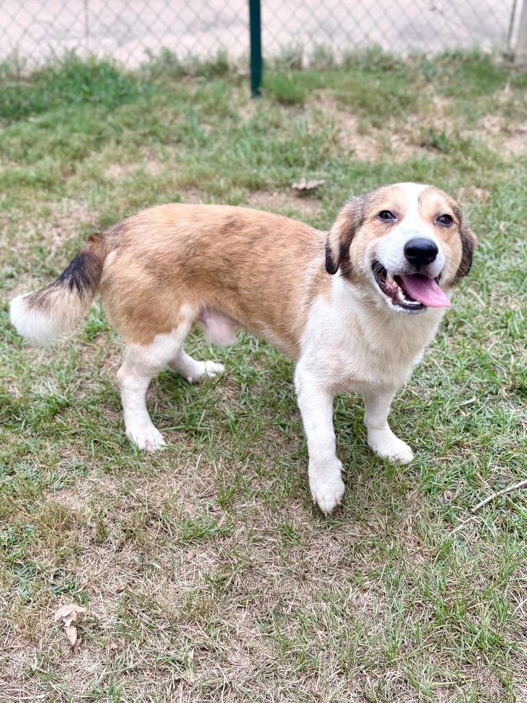 Enlarge Scramble, a Adoptable mixed breed in Nacogdoches, TX image 6/6