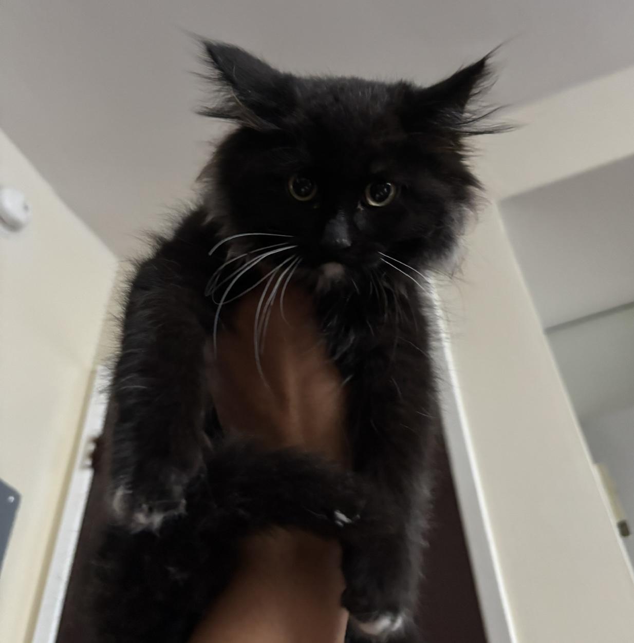 Enlarge Winston, an adopted Domestic Medium Hair in Los Angeles, CA image 2/3